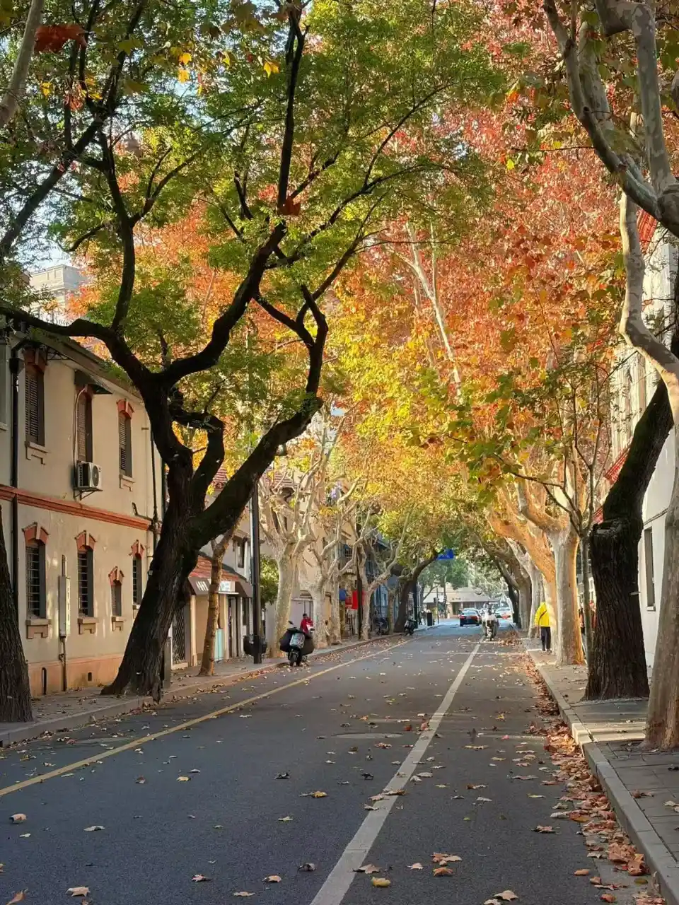 Autumn in Shanghai
