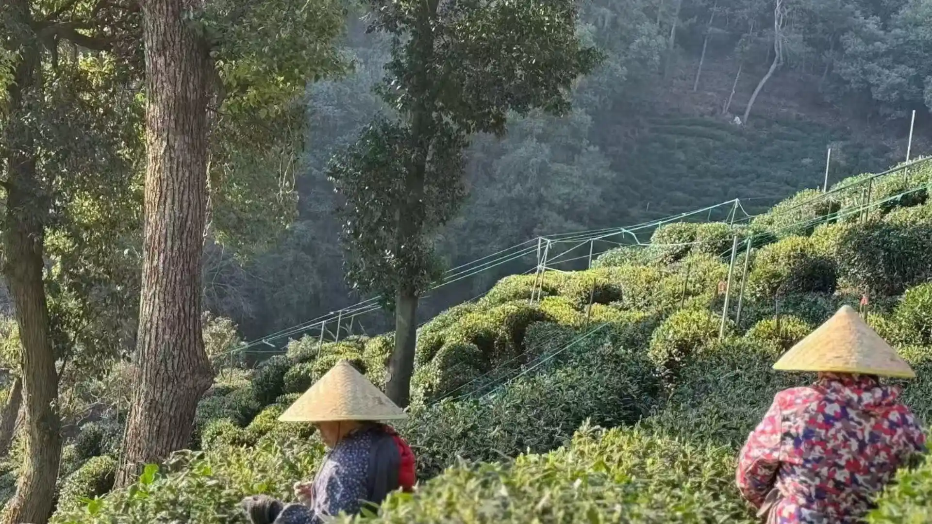Longjing Tea Fields