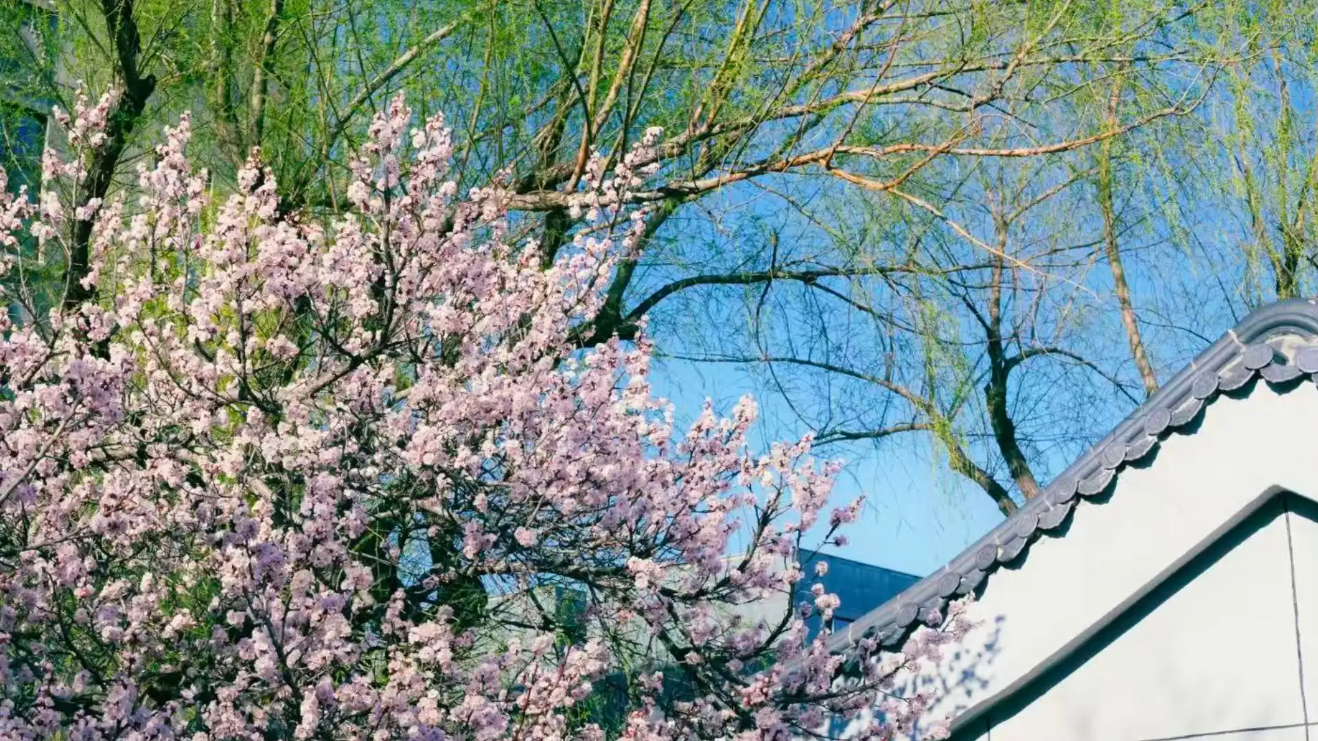 Spring in Harbin