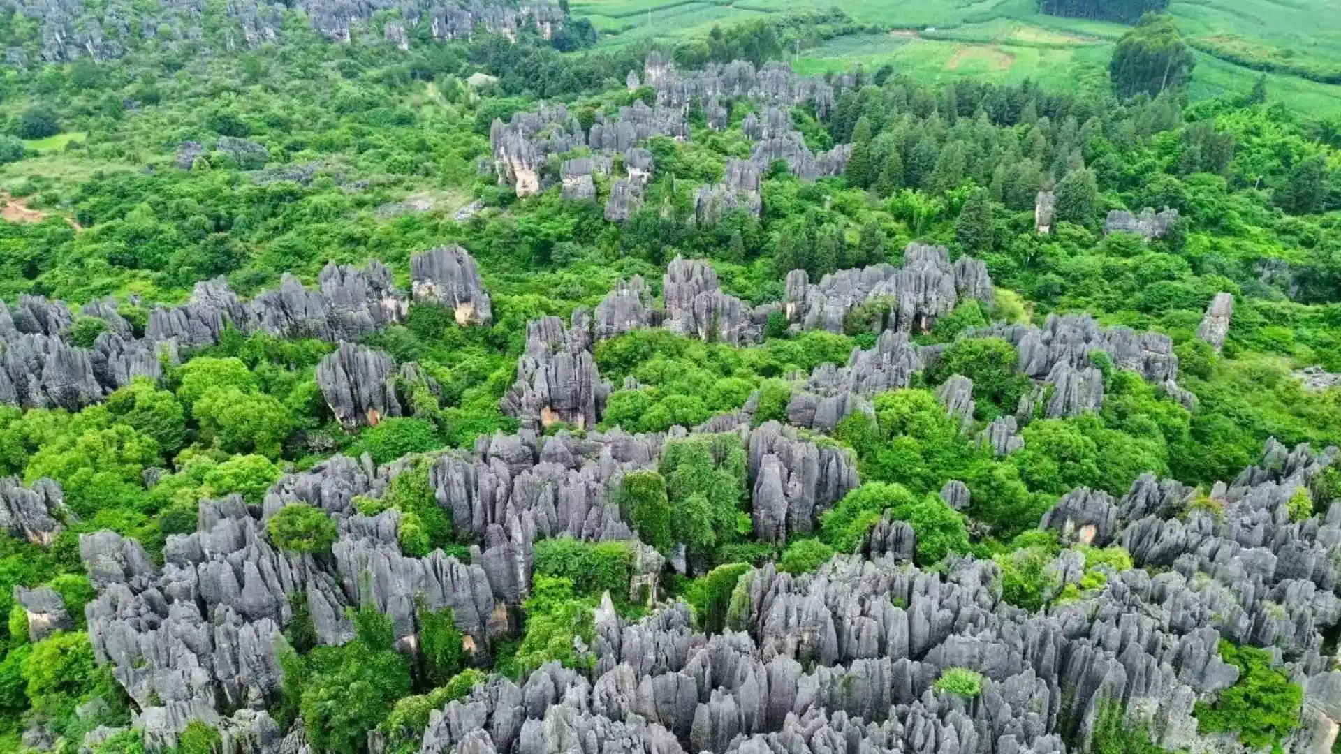 The Stone Forest