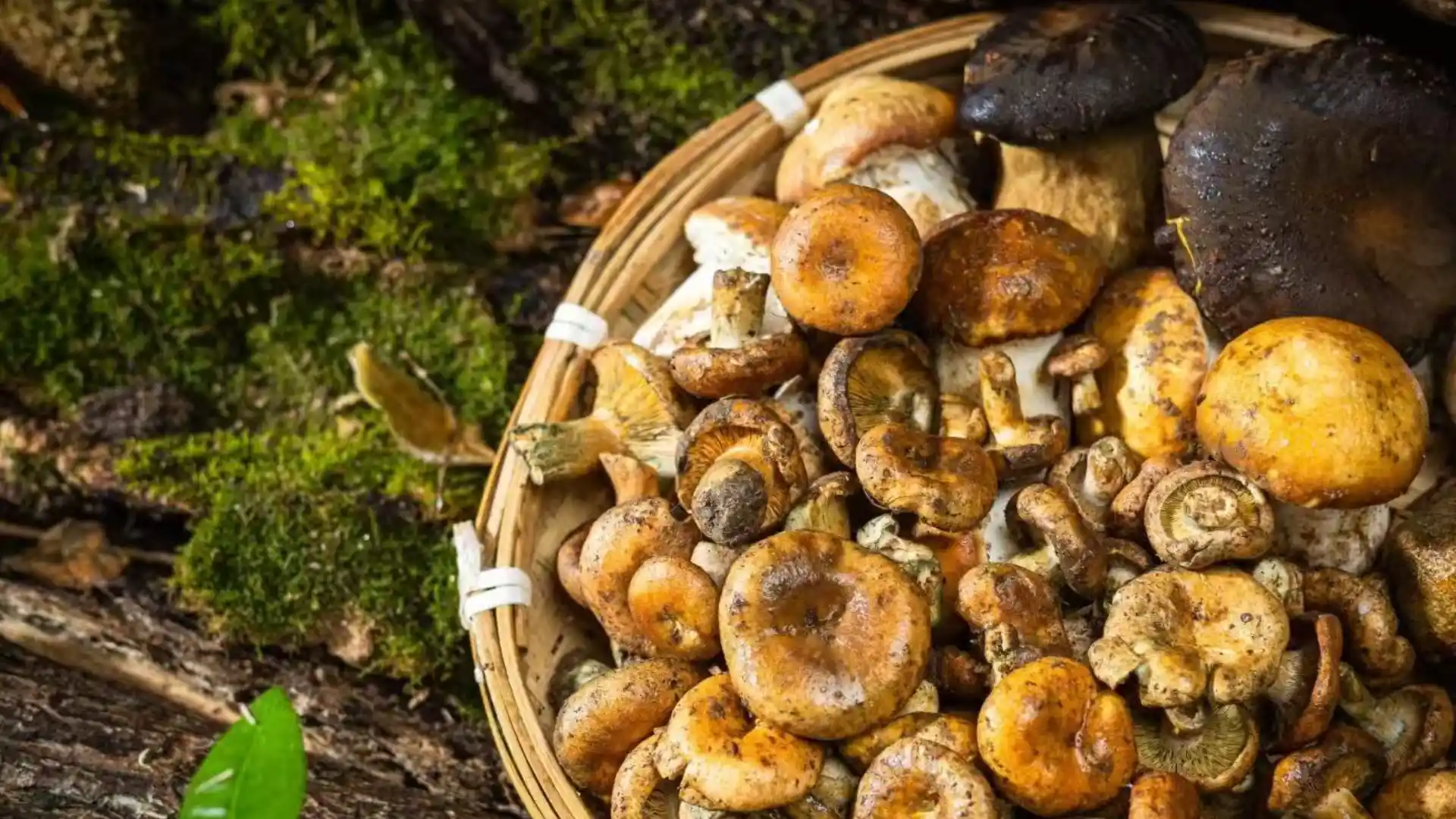 Wild Mushrooms