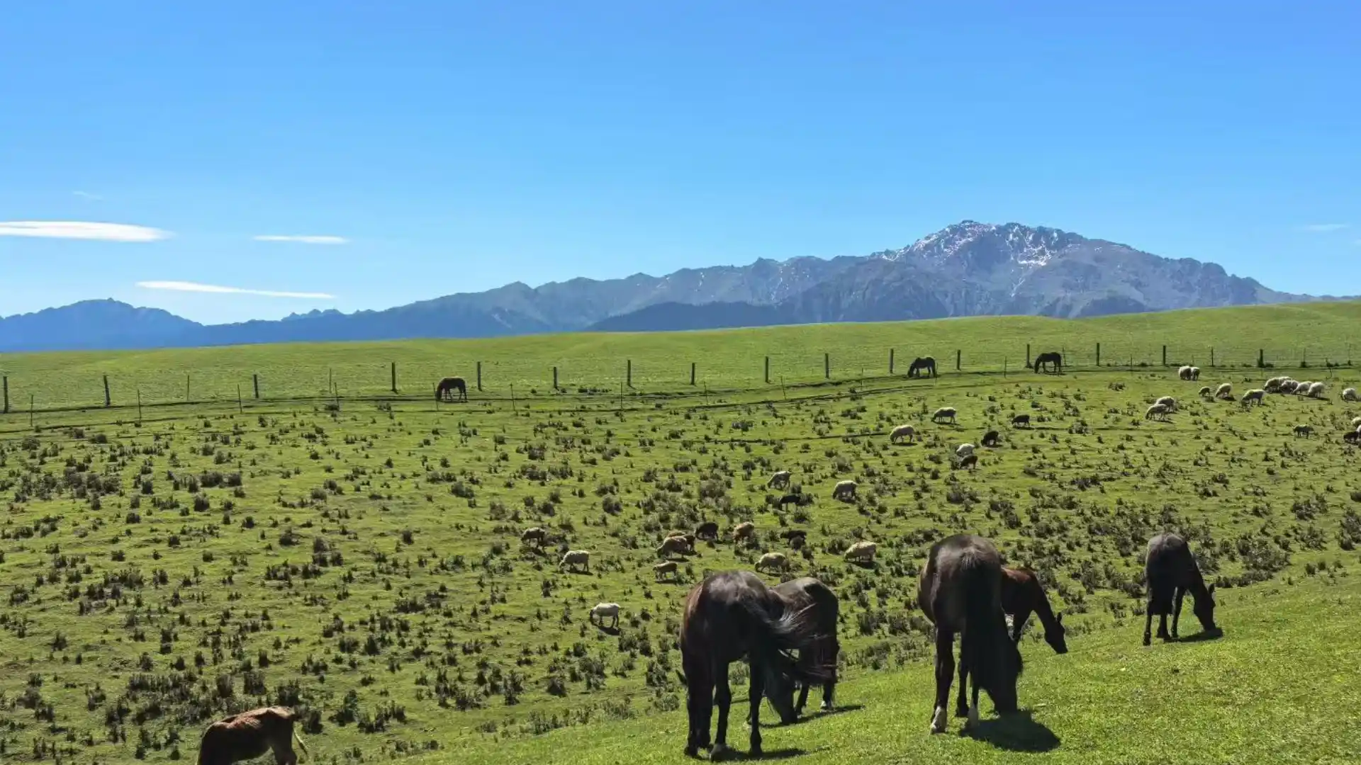 Nanshan Pasture