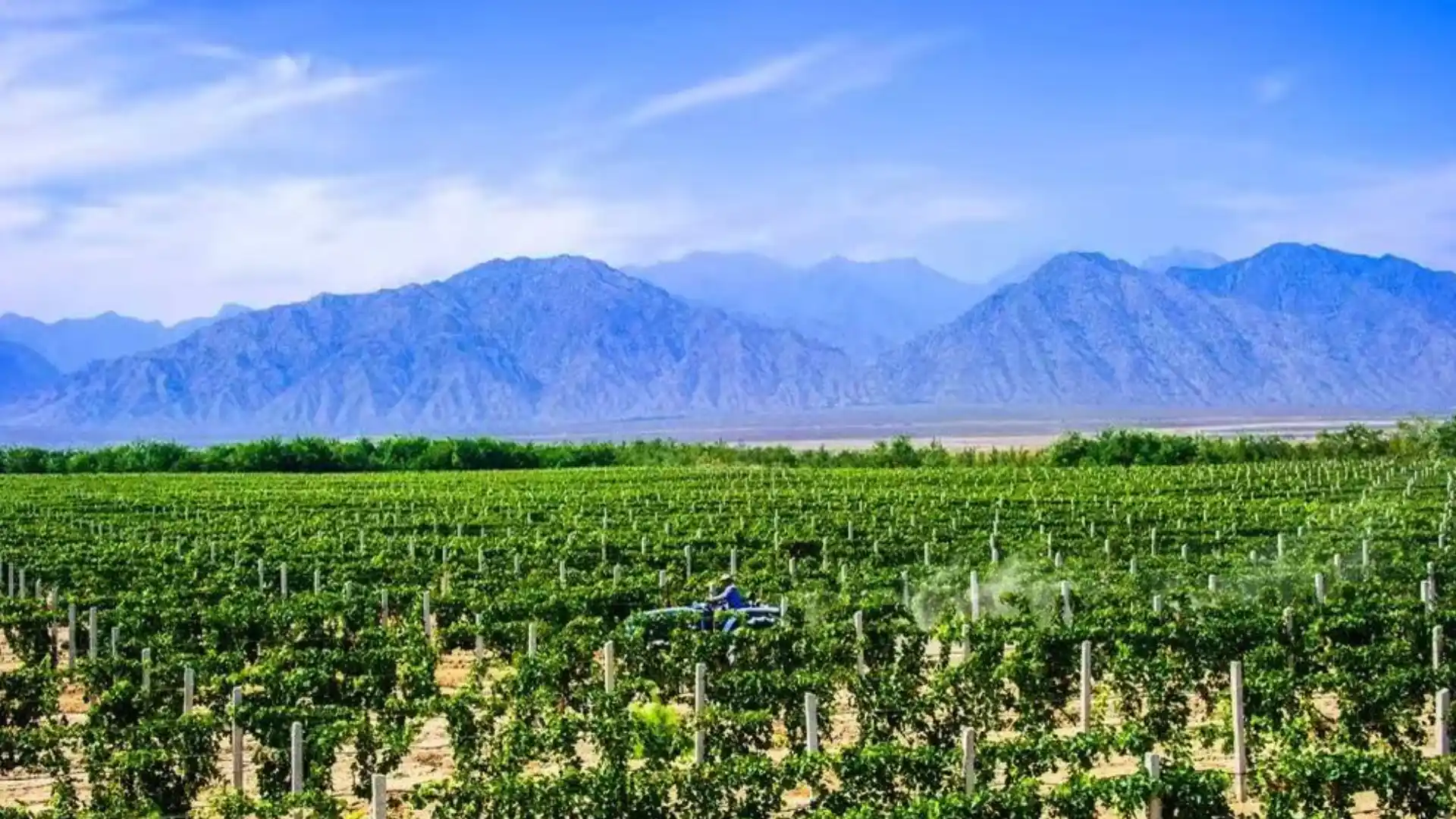 Ningxia Vineyards
