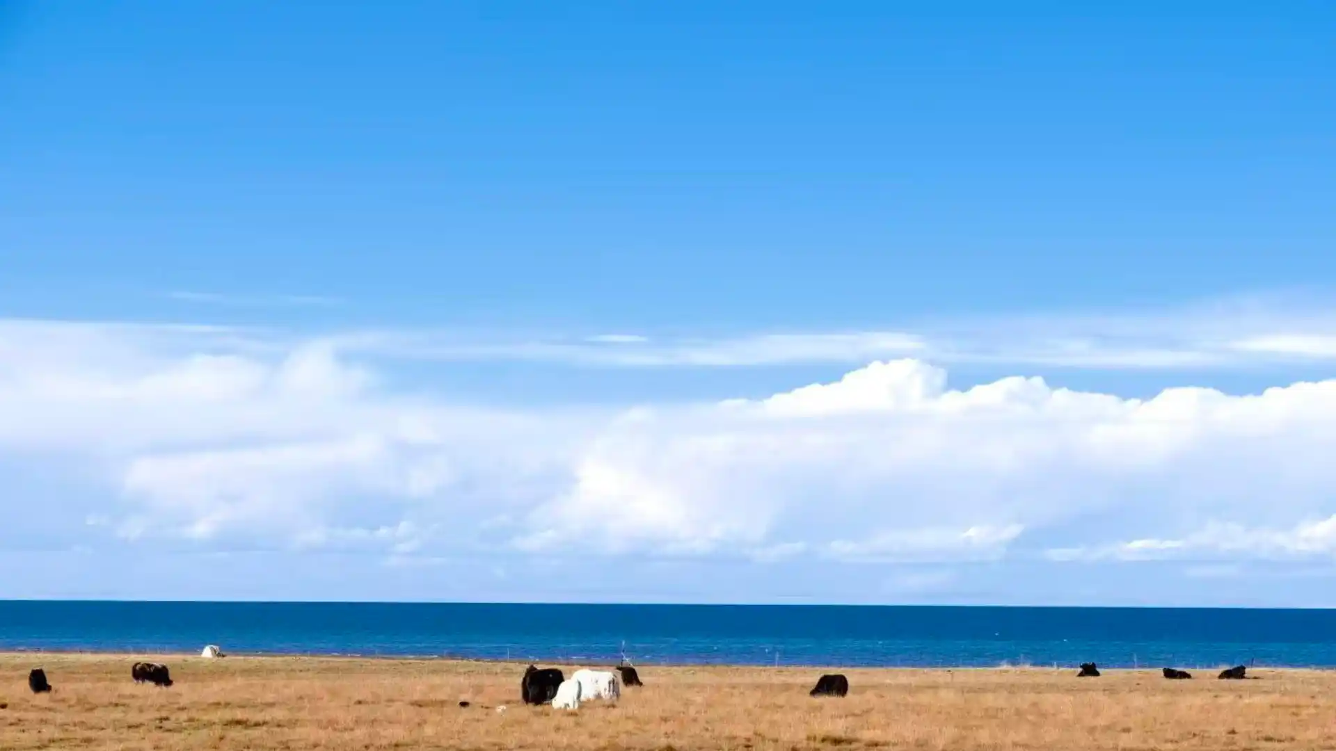 Qinghai Lake