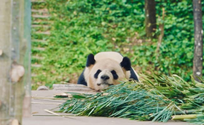 Bifengxia Panda Base