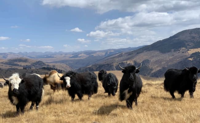 Yak Herding